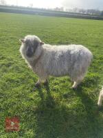 2YO SUFFOLK X GREYFACE DARTMOOR EWE - 2