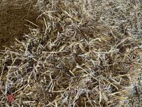 50 CONVENTIONAL BALES OF STRAW - BIDS FOR THE GROUP - 6