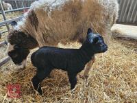 6T JACOB X SHETLAND EWE & LAMB AT FOOT - BIDS FOR THE GROUP