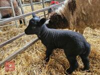 6T JACOB X SHETLAND EWE & LAMB AT FOOT - BIDS FOR THE GROUP - 3