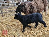 4T JACOB X EWE & LAMB AT FOOT - BIDS FOR THE GROUP