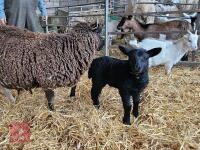 4T JACOB X EWE & LAMB AT FOOT - BIDS FOR THE GROUP - 2