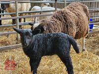 4T JACOB X EWE & LAMB AT FOOT - BIDS FOR THE GROUP - 3