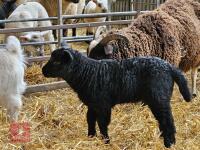 4T JACOB X EWE & LAMB AT FOOT - BIDS FOR THE GROUP - 4
