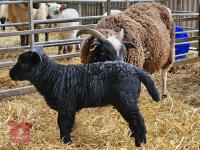 4T JACOB X EWE & LAMB AT FOOT - BIDS FOR THE GROUP - 5