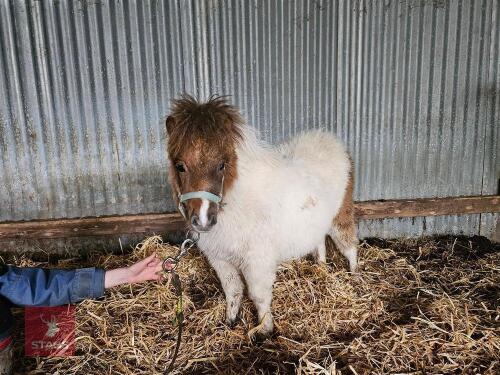 7MO SHETLAND FILLY