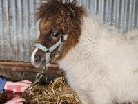 7MO SHETLAND FILLY - 2