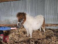 7MO SHETLAND FILLY - 3