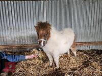 7MO SHETLAND FILLY - 4