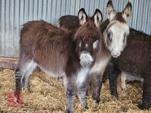 8MO JACK DONKEY FOAL