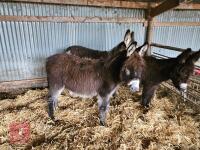 8MO JACK DONKEY FOAL - 2