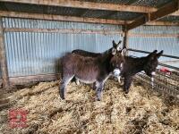 8MO JACK DONKEY FOAL - 3