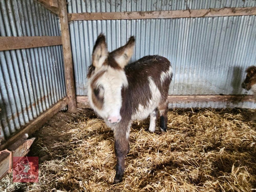 9MO JENNY DONKEY FOAL