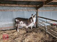 9MO JENNY DONKEY FOAL - 2