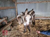 9MO JENNY DONKEY FOAL - 3