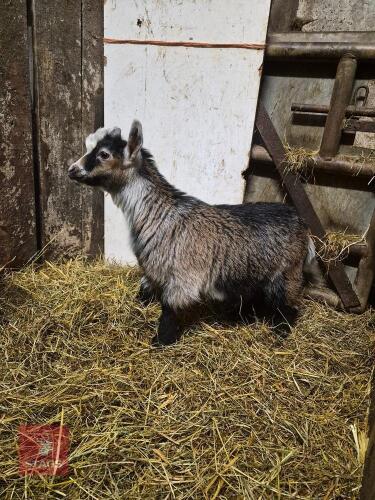 2 PYGMY WETHER GOATS - BIDS PER LIFE