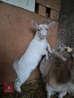 2 PYGMY WETHER GOATS - BIDS PER LIFE - 2