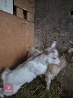 2 PYGMY WETHER GOATS - BIDS PER LIFE - 3