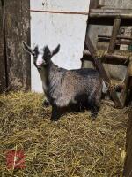 2 PYGMY WETHER GOATS - BIDS PER LIFE - 4