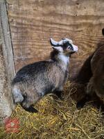 2 PYGMY WETHER GOATS - BIDS PER LIFE - 5