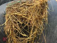 40 ROUND BALES OF 2025 SILAGE - BIDS PER BALE - 7