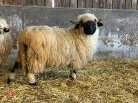 PUREBRED VALAIS EWE HOGG - 2