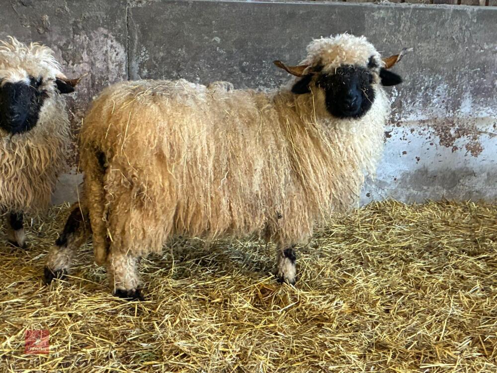 PUREBRED VALAIS EWE HOGG