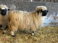 PUREBRED VALAIS EWE HOGG - 3