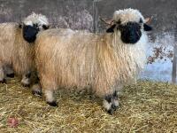 PUREBRED VALAIS EWE HOGG - 4