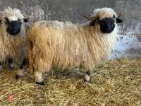 PUREBRED VALAIS EWE HOGG - 5