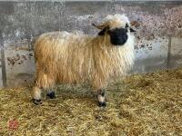 PUREBRED VALAIS EWE HOGG - 6