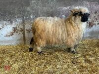 PUREBRED VALAIS EWE HOGG - 7
