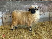 PUREBRED VALAIS EWE HOGG - 8
