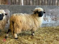 PUREBRED VALAIS EWE HOGG - 9