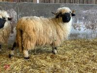 PUREBRED VALAIS EWE HOGG - 10