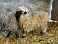 16MO PUREBRED VALAIS WETHER - 2