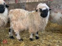 16MO PUREBRED VALAIS WETHER - 3