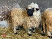 16MO PUREBRED VALAIS WETHER - 4