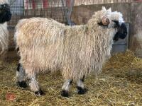 16MO PUREBRED VALAIS WETHER - 5
