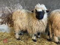 16MO PUREBRED VALAIS WETHER