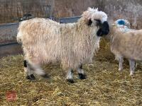 16MO PUREBRED VALAIS WETHER - 6