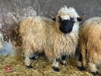 16MO PUREBRED VALAIS WETHER - 7
