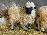 16MO PUREBRED VALAIS WETHER - 8