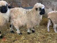 16MO PUREBRED VALAIS WETHER - 9
