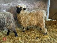 16MO PUREBRED VALAIS WETHER - 10