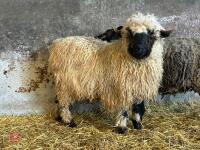16MO PUREBRED VALAIS WETHER - 11