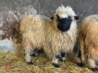 16MO PUREBRED VALAIS WETHER - 12
