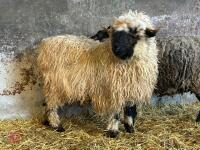 16MO PUREBRED VALAIS WETHER - 13