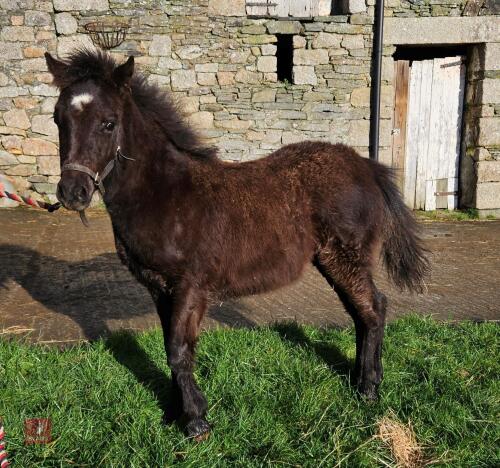 6MO SHOW PONY X DARTMOOR COLT FOAL
