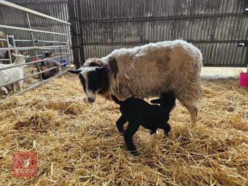 6T JACOB X SHETLAND EWE & LAMB AT FOOT - BIDS FOR THE GROUP